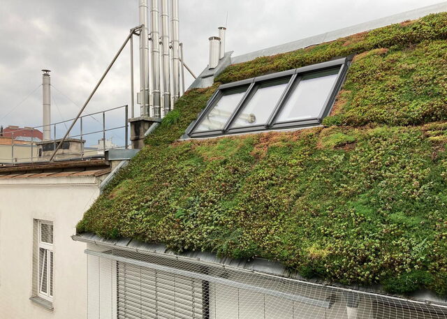 Klimaanpassung: Dachbegrünung Schrägdach